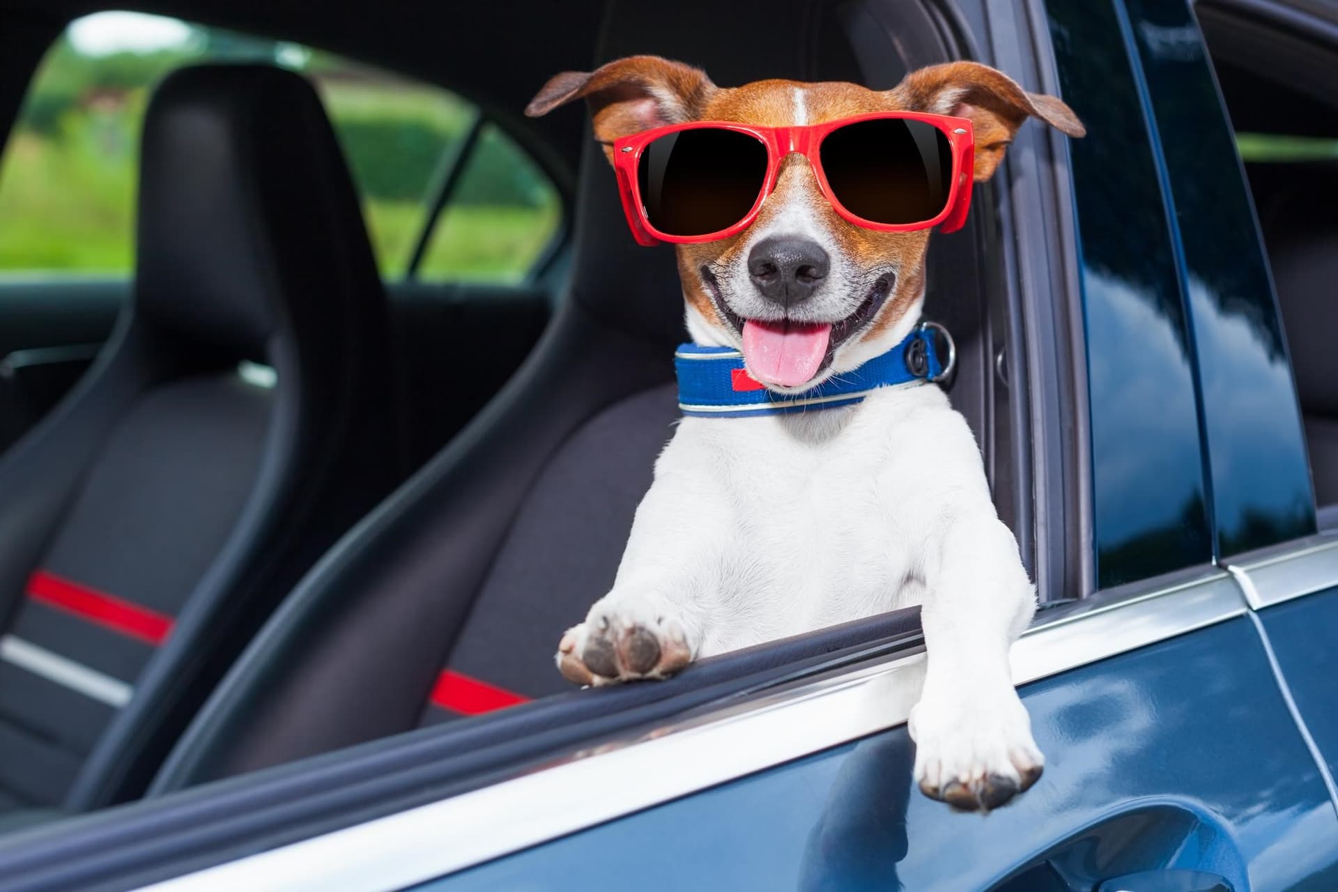 Vet Home Certs: Fast, Simple, Reliable Animal Certificates