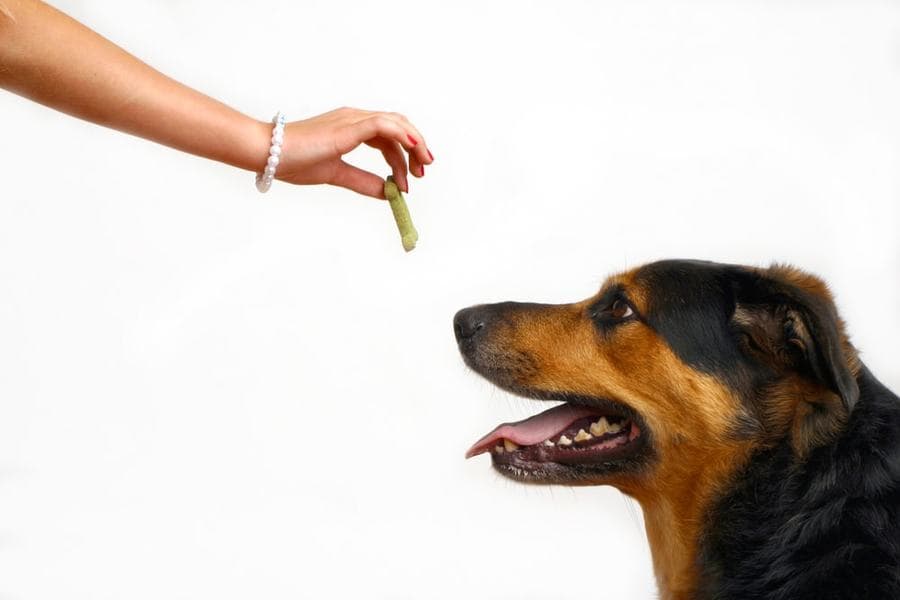 Mastering SPCA Training Courses: Expert Tips for Your Dog’s Success