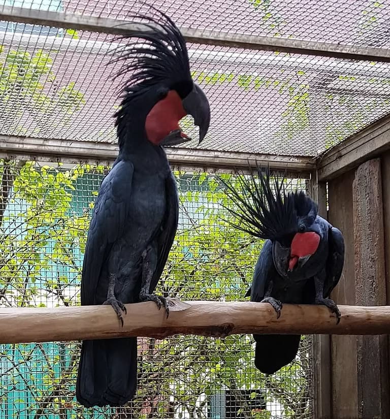 Cockatoo Parrots – Healthy &amp; DNA Tested Amazing Birds Farm
