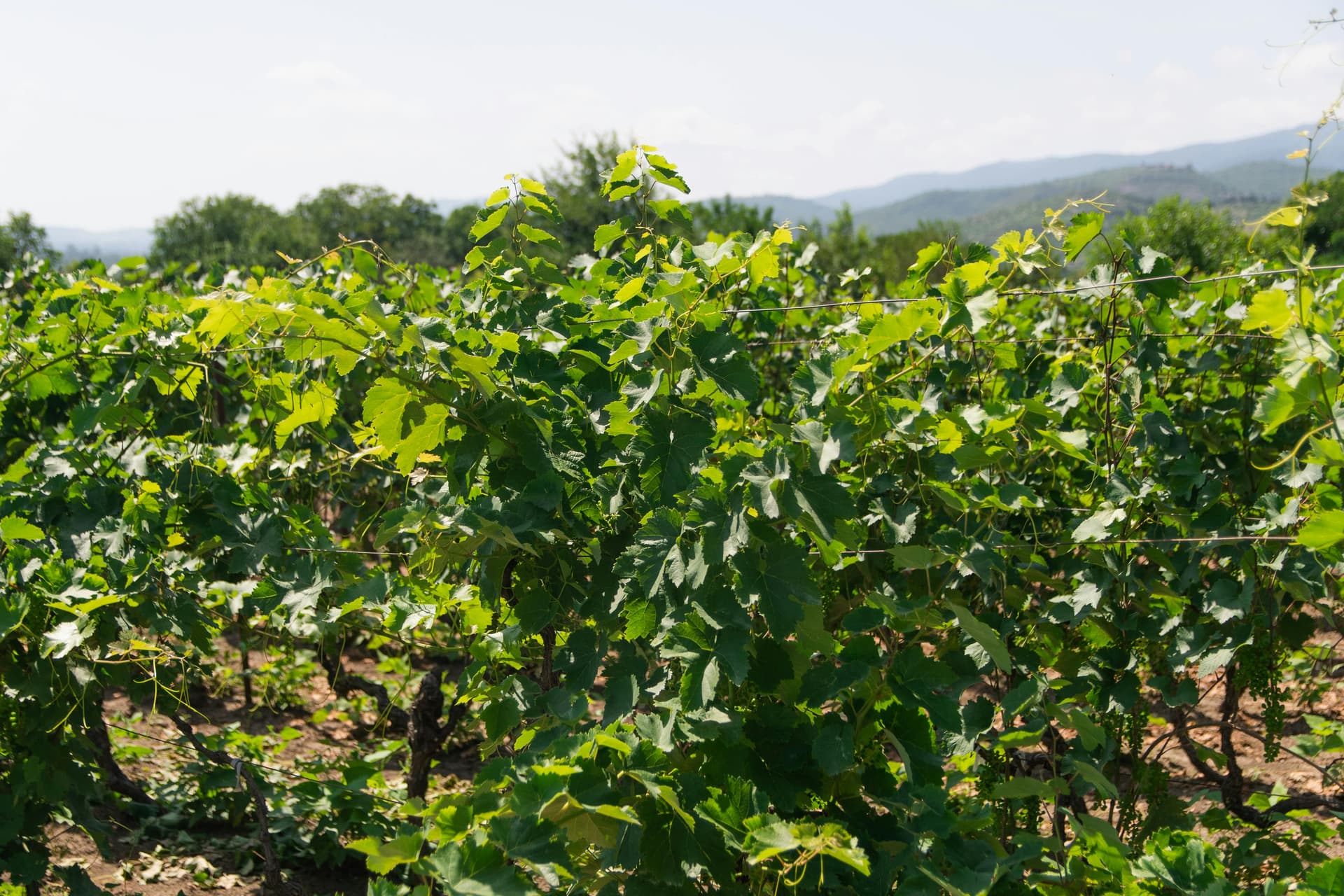 Exploring Boutique Estates Among the Best Wineries in California