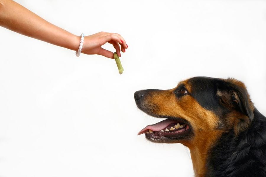 Mastering SPCA Training Courses: Expert Tips for Your Dog’s Success