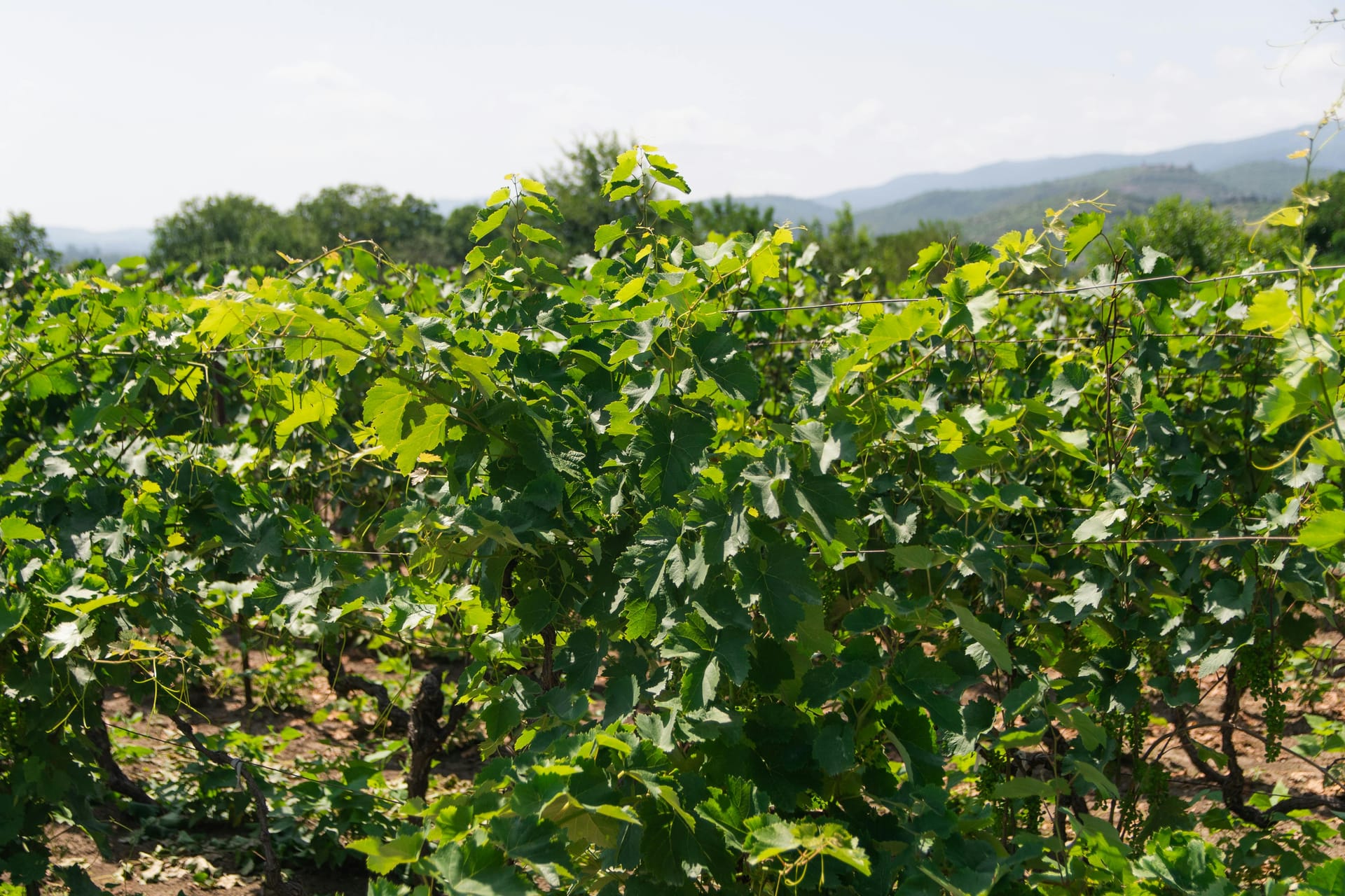 Exploring Boutique Estates Among the Best Wineries in California
