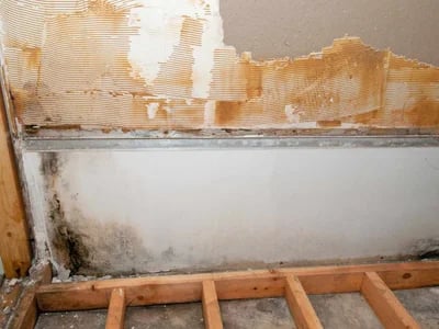 Top Restoration Specialists Providing mold remediation leander tx