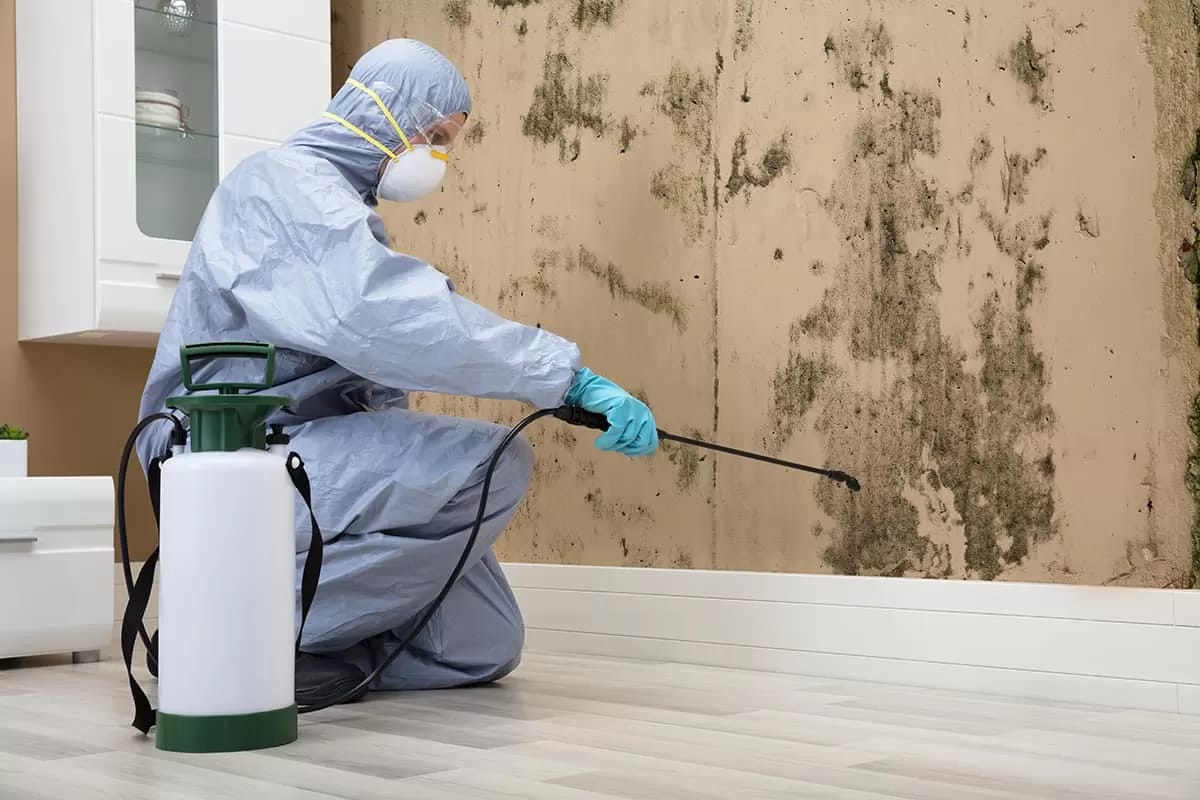 Top Restoration Specialists Providing mold remediation leander tx