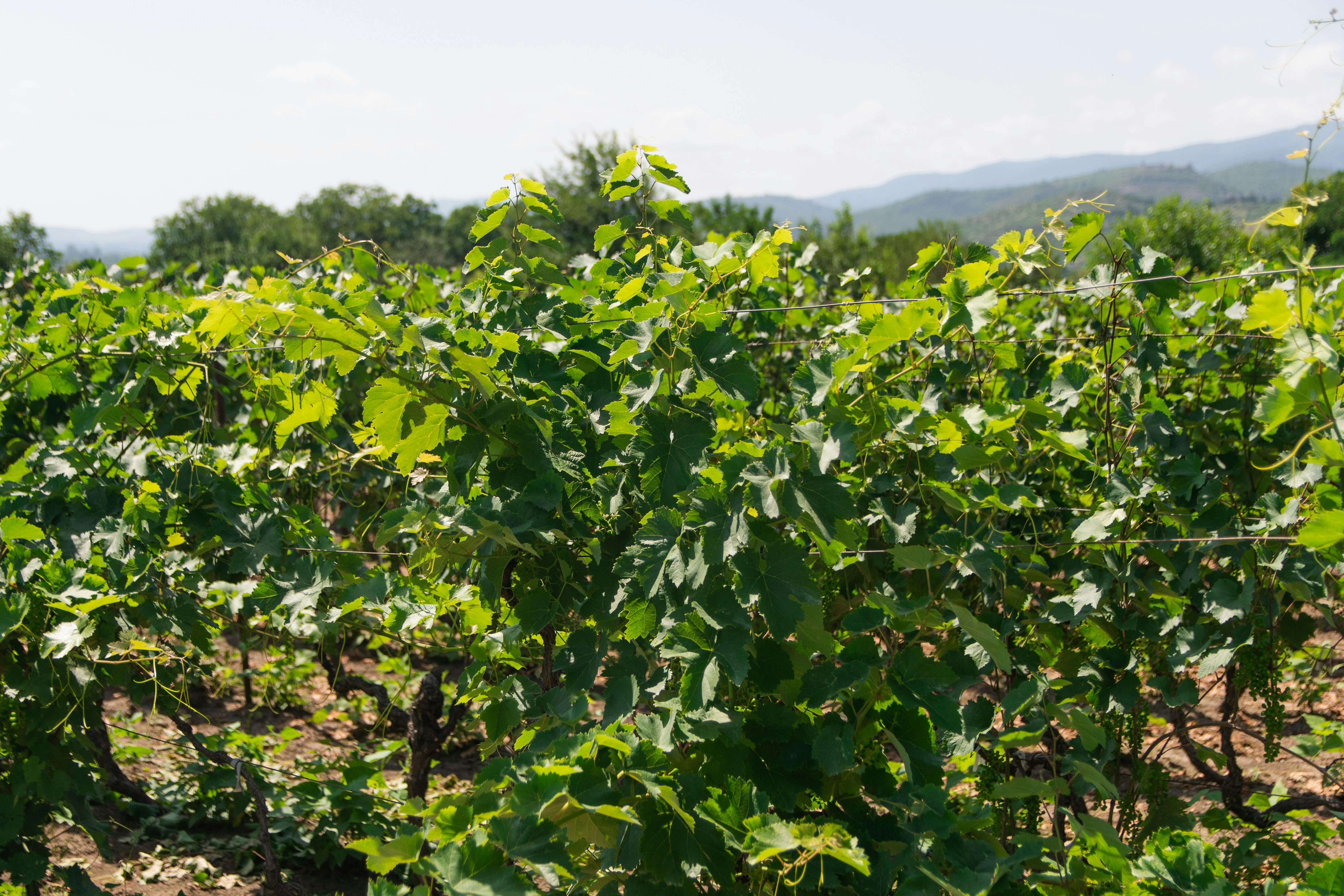 Exploring Boutique Estates Among the Best Wineries in California