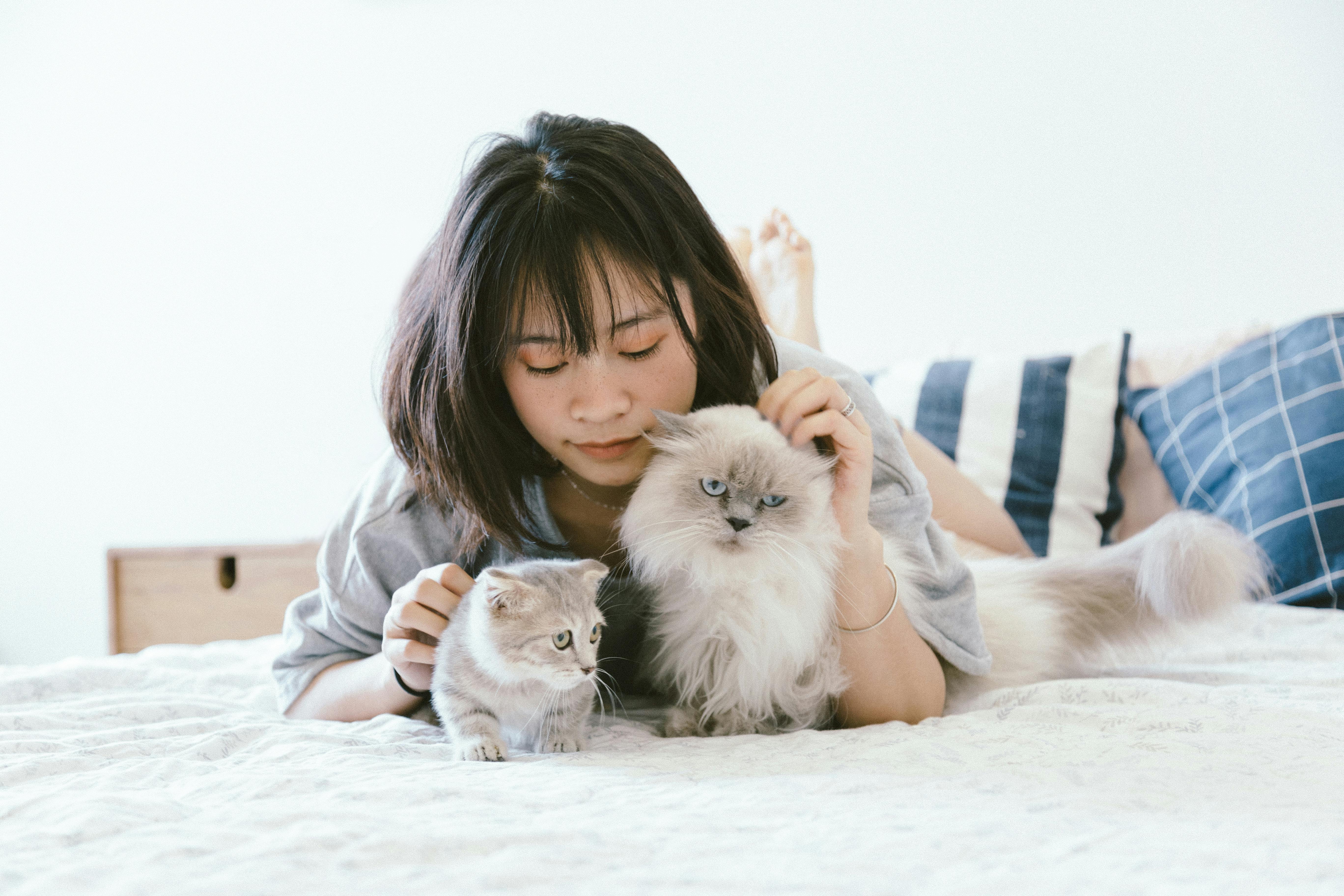 Pedigreed Maine Coon Kittens for Sale San Francisco Pet Owners
