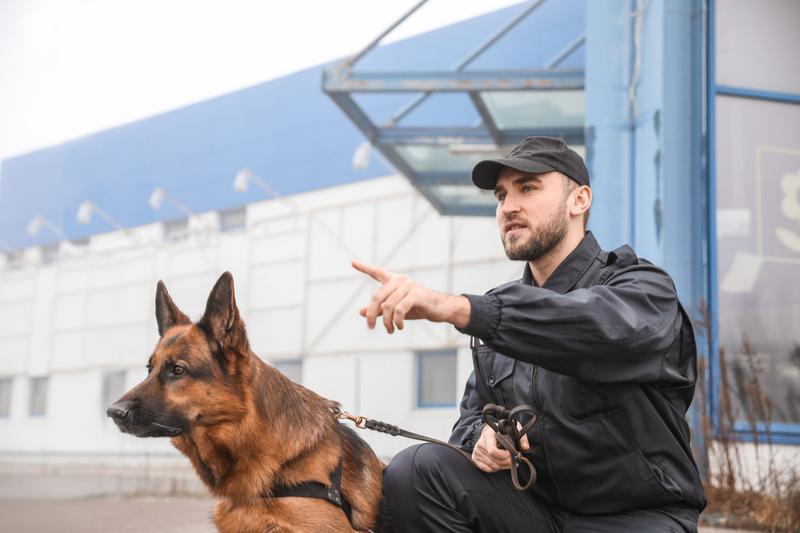 Security Dog Services Newcastle upon Tyne – Professional K9 Protection