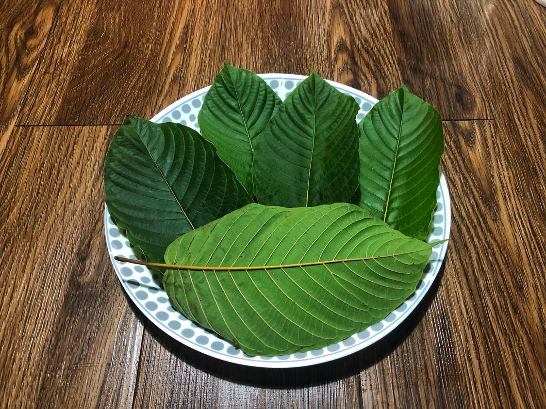 Kratom Cafe Chiang Mai: A Fresh Take on Thai Culture