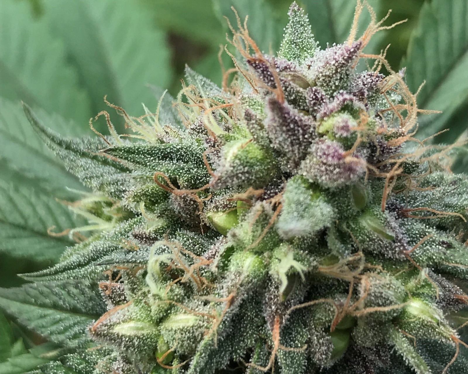 Albino Penis Envy Mushrooms – Fresh Psychedelics Sourced Responsibly at Bud Cargo