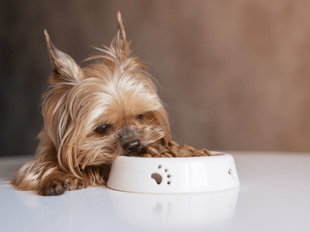 Dr Martys Dog Food: Enhancing Coat and Skin Health Naturally